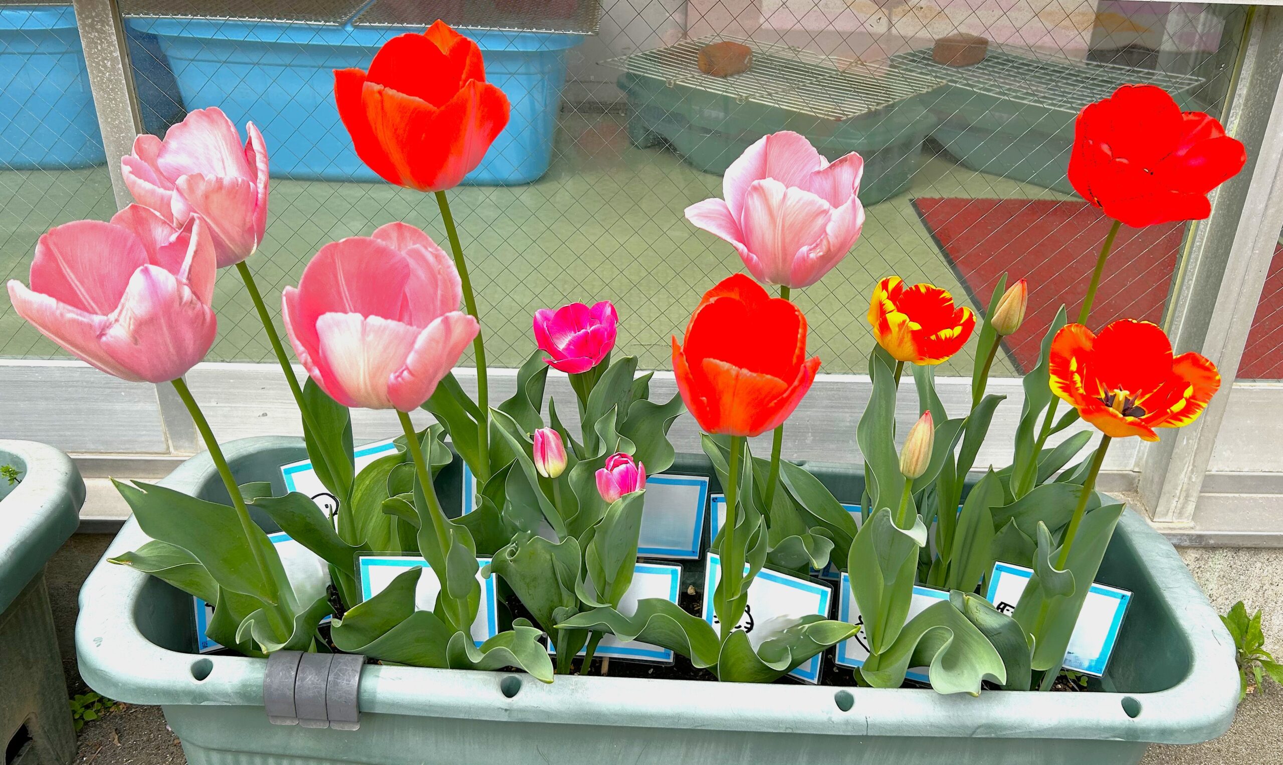 🌷新年度が始まりました🌷