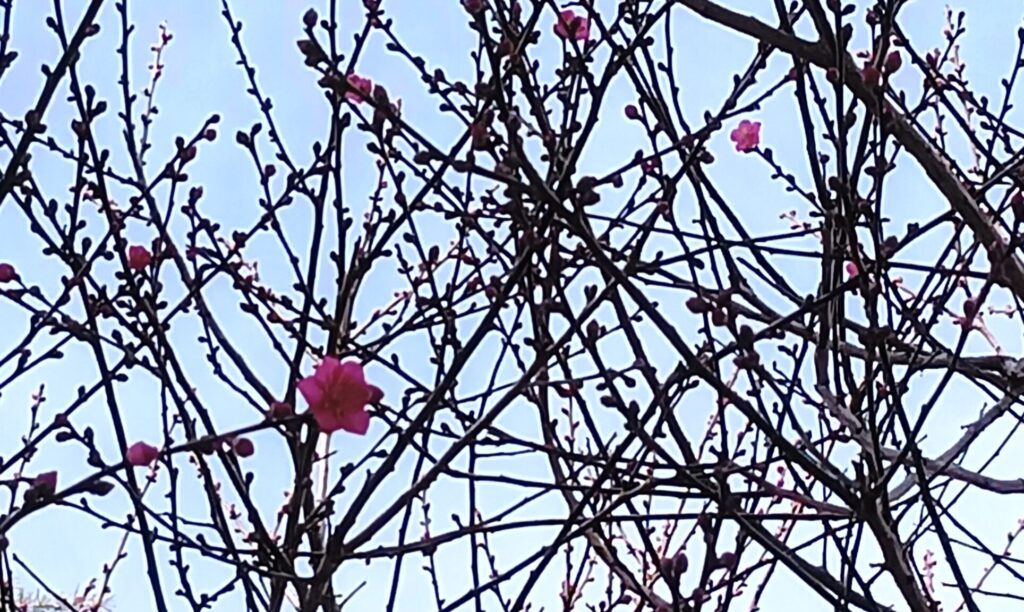 鬼は～そと！福は～うち！