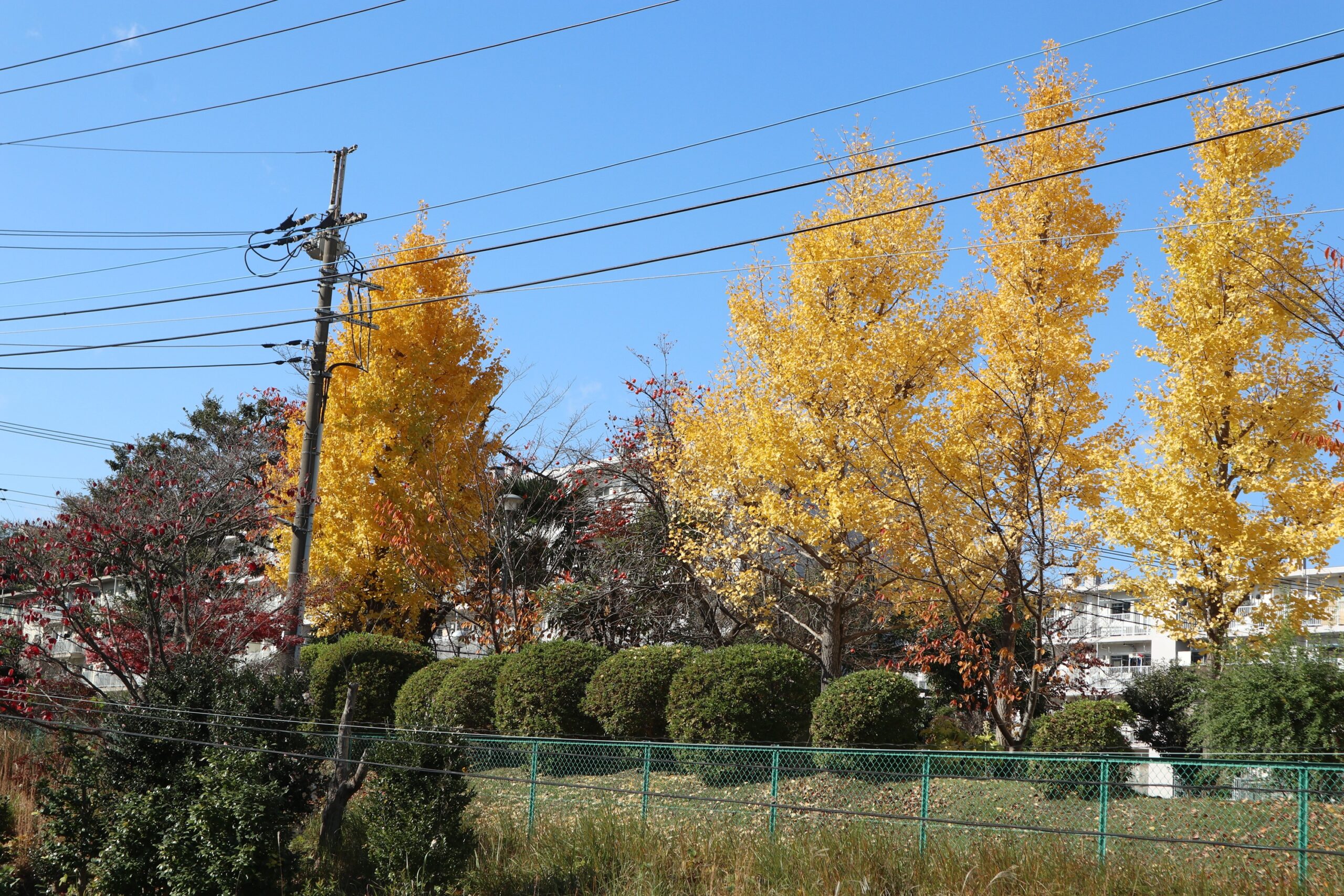 今週の活動（11/25~28）