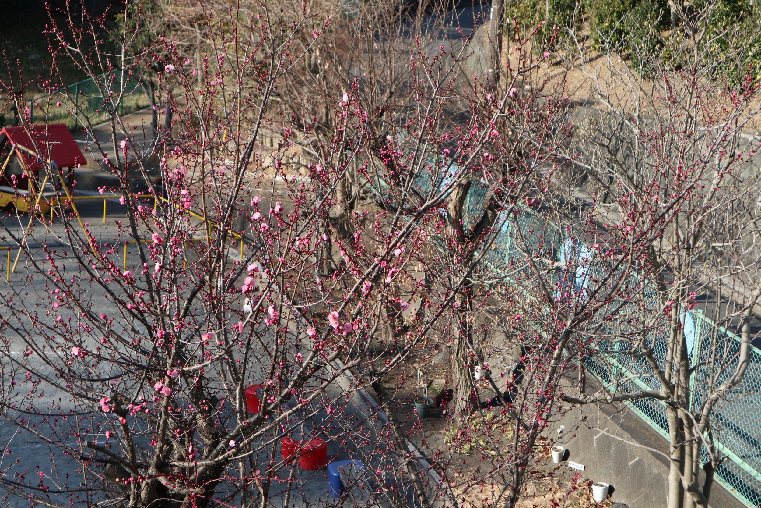 今週の活動（２/１６～２０）